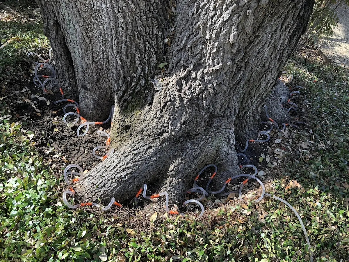 Detailed Tree Cabling and Bracing job site in Potsdam