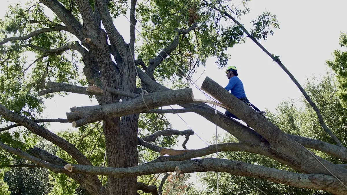 Professional Crown Thinning performed by certified arborists in Potsdam