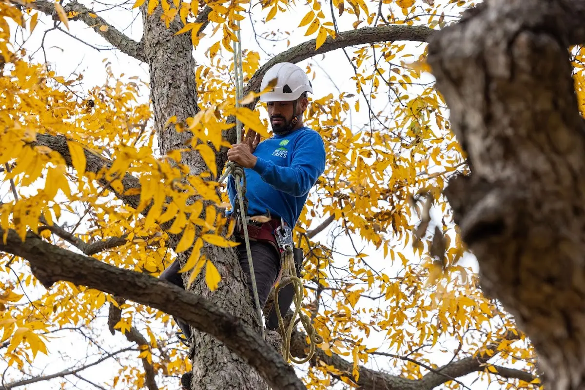 Skilled Storm Damage Cleanup crew working in Potsdam