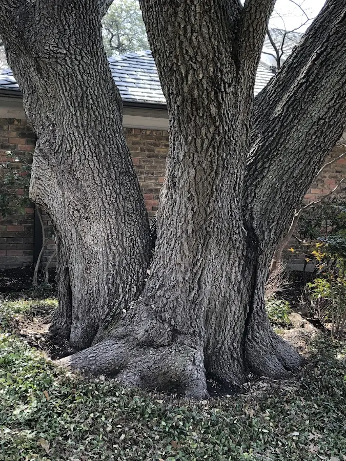 Mature heritage tree close to a Potsdam property cared for by certified arborists
